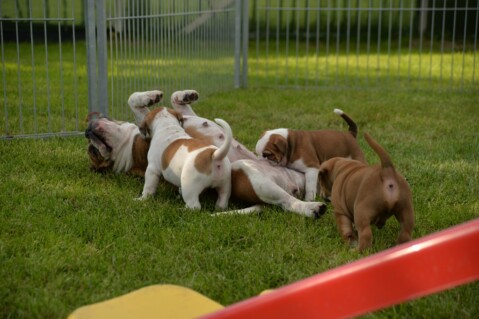 Continental Bulldog Seeblickbulls 17112 Continental Bulldog Seeblickbulls 17112