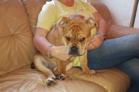 Continental Bulldog Seeblickbulls 171125 Continental Bulldog Seeblickbulls 171125