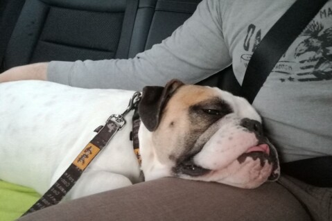 Continental Bulldog Seeblickbulls 171126 Continental Bulldog Seeblickbulls 171126