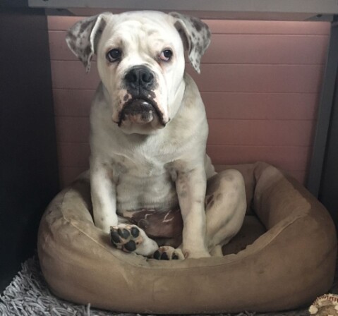 Continental Bulldog Seeblickbulls 171130 Continental Bulldog Seeblickbulls 171130