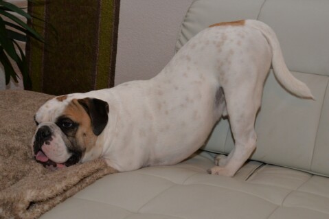 Continental Bulldog Seeblickbulls 171201 Continental Bulldog Seeblickbulls 171201