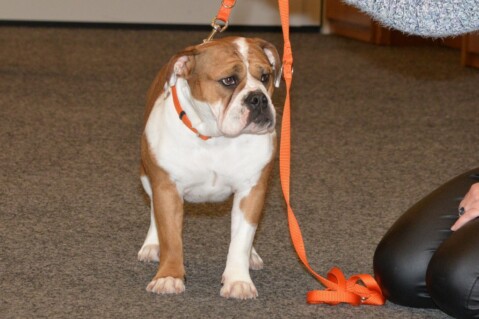 Continental Bulldog Seeblickbulls 171204 Continental Bulldog Seeblickbulls 171204