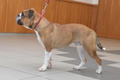 Continental Bulldog Seeblickbulls 171205 Continental Bulldog Seeblickbulls 171205