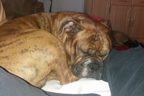 Continental Bulldog Seeblickbulls 171206 Continental Bulldog Seeblickbulls 171206
