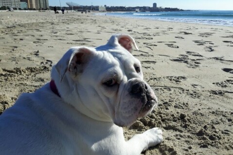Continental Bulldog Seeblickbulls 171208 Continental Bulldog Seeblickbulls 171208