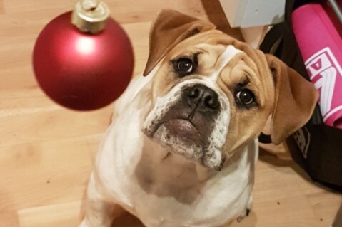 Continental Bulldog Seeblickbulls 171209 Continental Bulldog Seeblickbulls 171209