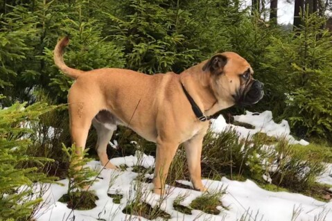 Continental Bulldog Seeblickbulls 171211 Continental Bulldog Seeblickbulls 171211