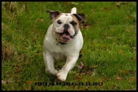 Continental Bulldog Seeblickbulls 171213 Continental Bulldog Seeblickbulls 171213