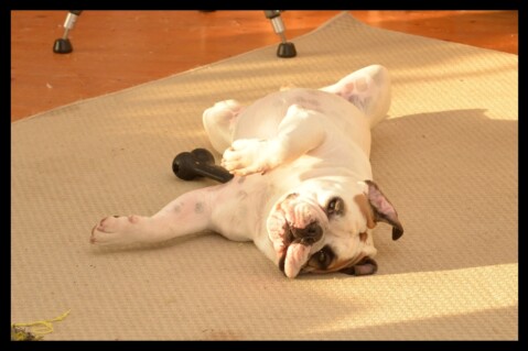 Continental Bulldog Seeblickbulls 171215 Continental Bulldog Seeblickbulls 171215