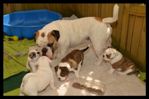 Continental Bulldog Seeblickbulls 171216 Continental Bulldog Seeblickbulls 171216