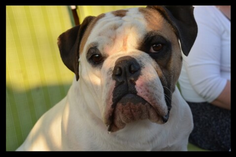 Continental Bulldog Seeblickbulls 171217 Continental Bulldog Seeblickbulls 171217
