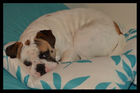 Continental Bulldog Seeblickbulls 171218 Continental Bulldog Seeblickbulls 171218