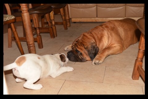 Continental Bulldog Seeblickbulls 171220 Continental Bulldog Seeblickbulls 171220