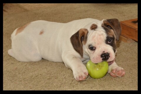 Continental Bulldog Seeblickbulls 171221 Continental Bulldog Seeblickbulls 171221