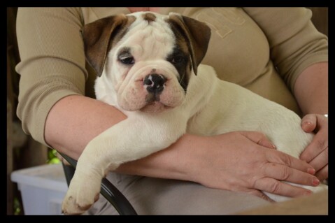 Continental Bulldog Seeblickbulls 171222 Continental Bulldog Seeblickbulls 171222
