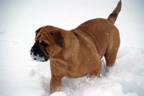 Continental Bulldog Seeblickbulls 171223 Continental Bulldog Seeblickbulls 171223