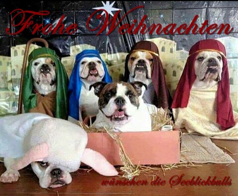 Continental Bulldog Seeblickbulls 171224 Continental Bulldog Seeblickbulls 171224