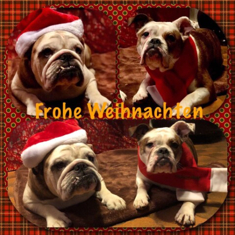 Continental Bulldog Seeblickbulls 171225 Continental Bulldog Seeblickbulls 171225