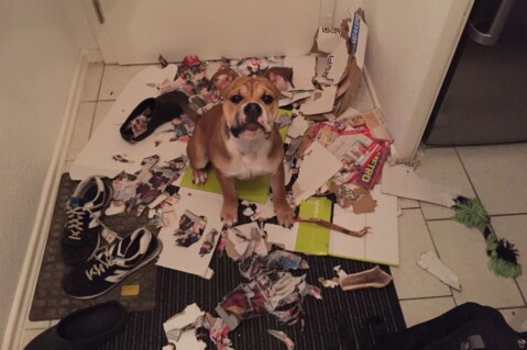 Continental Bulldog Seeblickbulls 171226 Continental Bulldog Seeblickbulls 171226