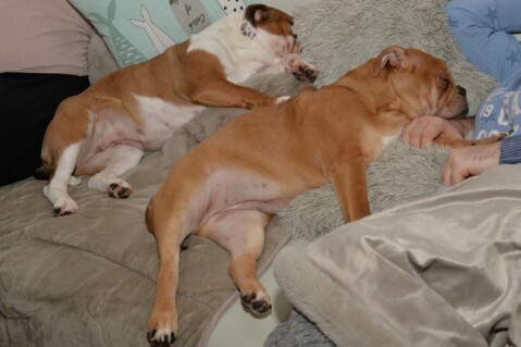 Continental Bulldog Seeblickbulls 171228 Continental Bulldog Seeblickbulls 171228