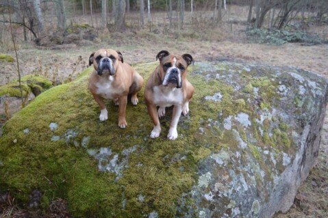 Continental Bulldog Seeblickbulls 171229 Continental Bulldog Seeblickbulls 171229