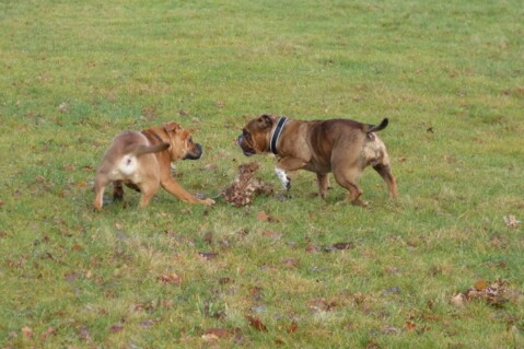 Continental Bulldog Seeblickbulls 171230 Continental Bulldog Seeblickbulls 171230