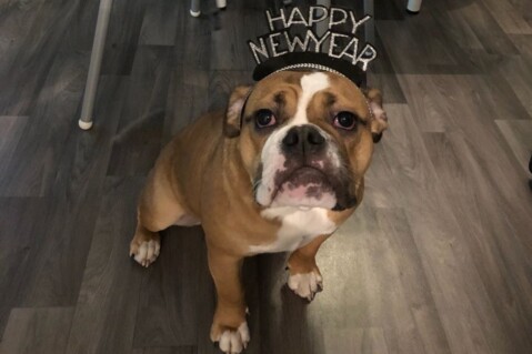 Continental Bulldog Seeblickbulls 180101 Continental Bulldog Seeblickbulls 180101