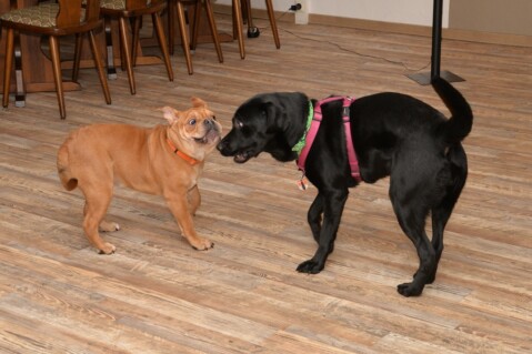 Continental Bulldog Seeblickbulls 180102 Continental Bulldog Seeblickbulls 180102