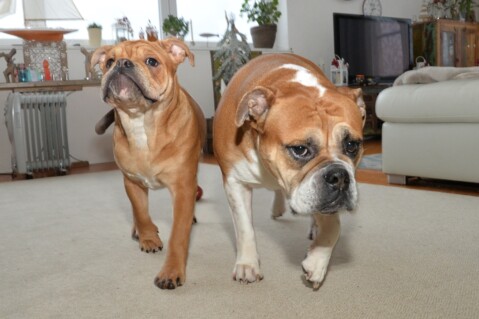Continental Bulldog Seeblickbulls 180105 Continental Bulldog Seeblickbulls 180105