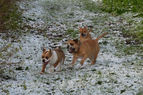 Continental Bulldog Seeblickbulls 180106 Continental Bulldog Seeblickbulls 180106