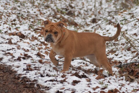 Continental Bulldog Seeblickbulls 180113 Continental Bulldog Seeblickbulls 180113