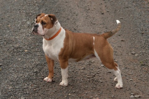 Continental Bulldog Seeblickbulls 180114 Continental Bulldog Seeblickbulls 180114