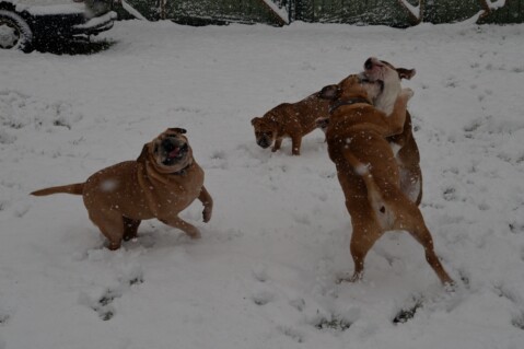 Continental Bulldog Seeblickbulls 180118 Continental Bulldog Seeblickbulls 180118