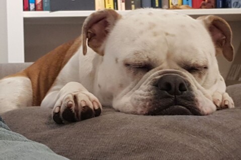 Continental Bulldog Seeblickbulls 180119 Continental Bulldog Seeblickbulls 180119