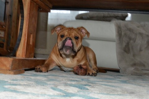 Continental Bulldog Seeblickbulls 180120 Continental Bulldog Seeblickbulls 180120
