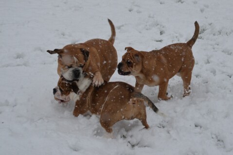 Continental Bulldog Seeblickbulls 180121 Continental Bulldog Seeblickbulls 180121