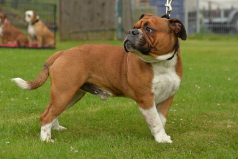 Continental Bulldog Seeblickbulls 180126 Continental Bulldog Seeblickbulls 180126