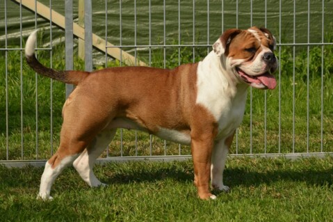 Continental Bulldog Seeblickbulls 180127 Continental Bulldog Seeblickbulls 180127