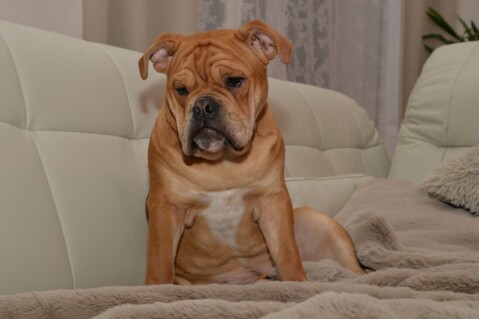 Continental Bulldog Seeblickbulls 180128 Continental Bulldog Seeblickbulls 180128