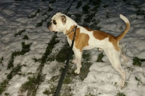 Continental Bulldog Seeblickbulls 180130 Continental Bulldog Seeblickbulls 180130