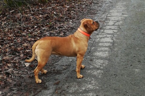 Continental Bulldog Seeblickbulls 180202 Continental Bulldog Seeblickbulls 180202