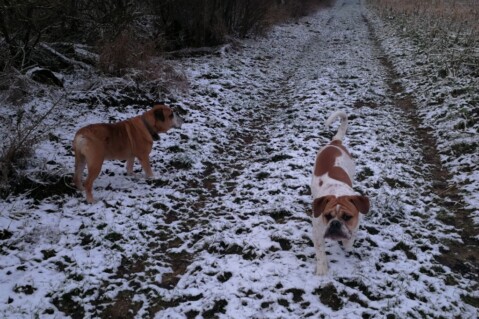 Continental Bulldog Seeblickbulls 180203 Continental Bulldog Seeblickbulls 180203