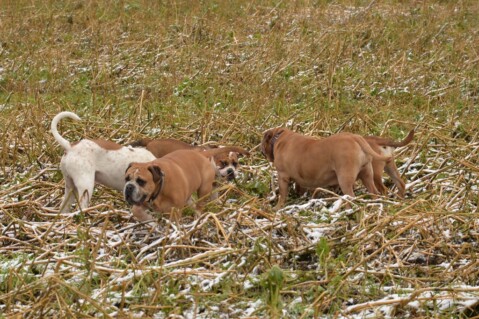 Continental Bulldog Seeblickbulls 180204 Continental Bulldog Seeblickbulls 180204