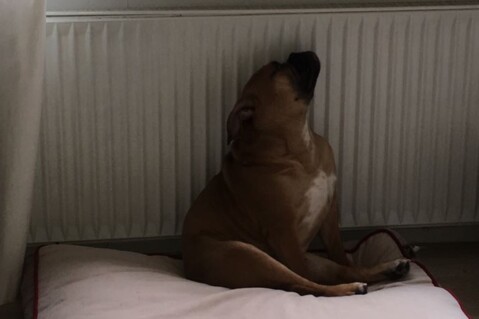 Continental Bulldog Seeblickbulls 180206 Continental Bulldog Seeblickbulls 180206