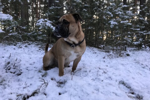Continental Bulldog Seeblickbulls 180207 Continental Bulldog Seeblickbulls 180207