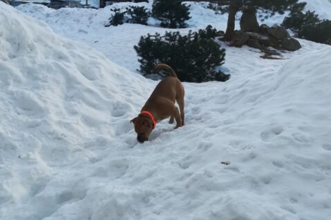 Continental Bulldog Seeblickbulls 180208 Continental Bulldog Seeblickbulls 180208