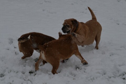 Continental Bulldog Seeblickbulls 180209 Continental Bulldog Seeblickbulls 180209