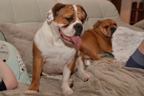 Continental Bulldog Seeblickbulls 180210 Continental Bulldog Seeblickbulls 180210