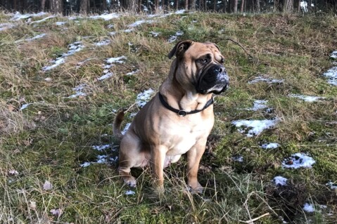 Continental Bulldog Seeblickbulls 180211 Continental Bulldog Seeblickbulls 180211