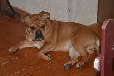Continental Bulldog Seeblickbulls 180212 Continental Bulldog Seeblickbulls 180212